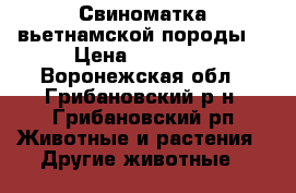 Свиноматка вьетнамской породы. › Цена ­ 18 000 - Воронежская обл., Грибановский р-н, Грибановский рп Животные и растения » Другие животные   
